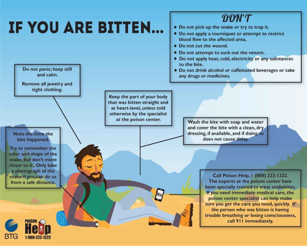 An infographic with tips for what to do if you are bitten by a snake. These tips can be found in the text of the article.